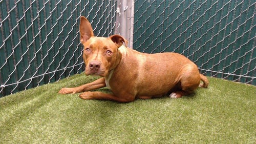 BRIANA - Pit Bull Terrier available for adoption