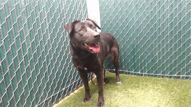CRYSTAL - Labrador Retriever available for adoption