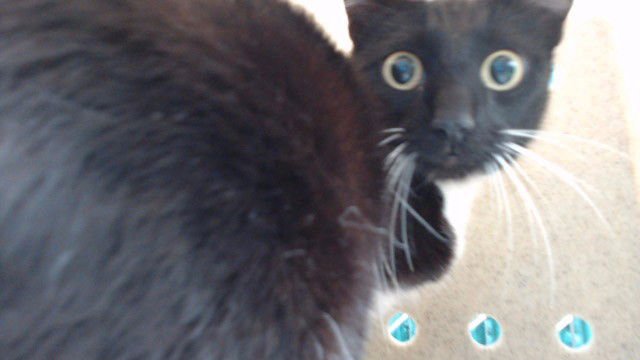 LUCILLE - Domestic Short Hair available for adoption