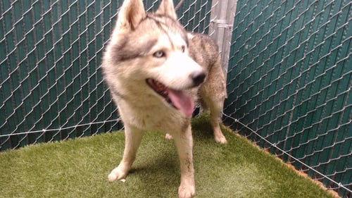 DENVER - Siberian Husky available for adoption