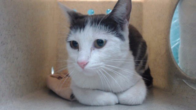 MINA - Domestic Short Hair available for adoption