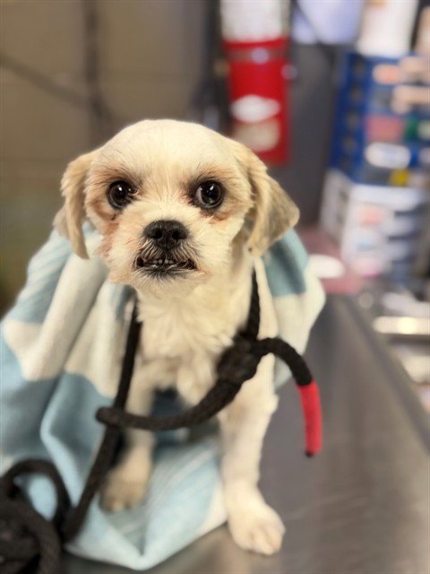CASEY - Shih Tzu available for adoption