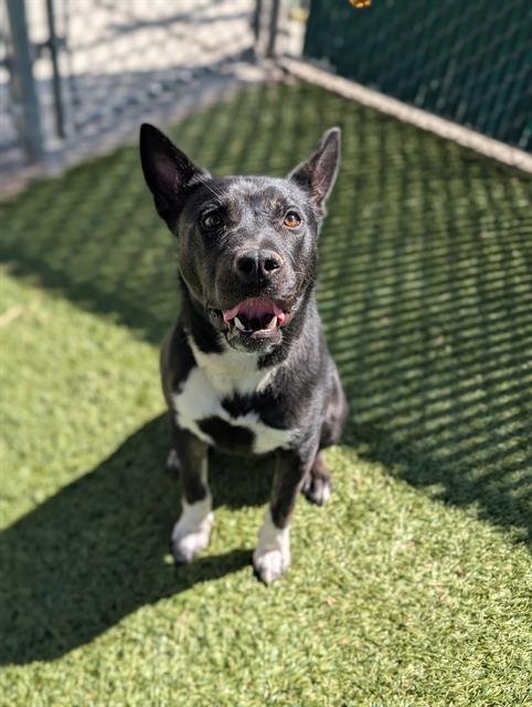 BO - Labrador Retriever available for adoption