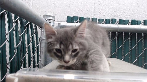 A5802228 - Domestic Short Hair available for adoption