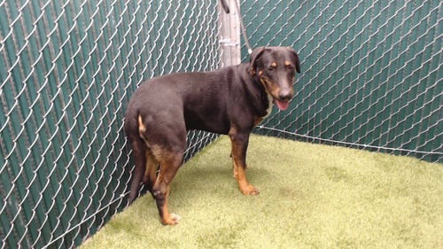 ROSE - Labrador Retriever available for adoption