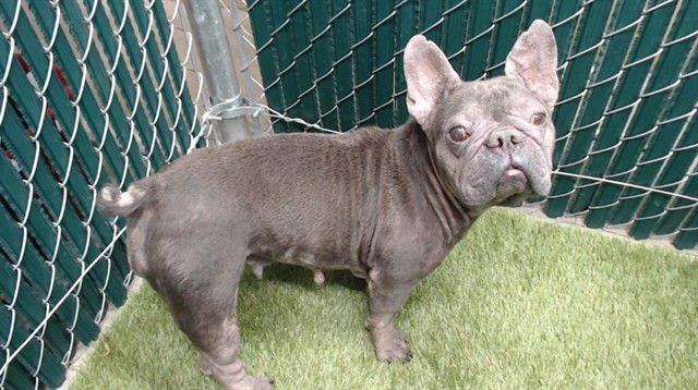 DAPHNEY - French Bulldog available for adoption