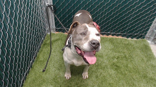 SUGAR BABY - Pit Bull Terrier available for adoption