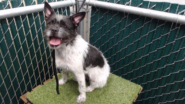 SIENNA - Chihuahua available for adoption