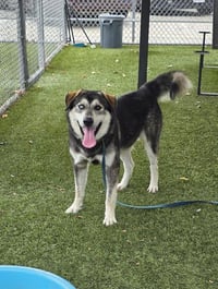 MAX - Photo 1