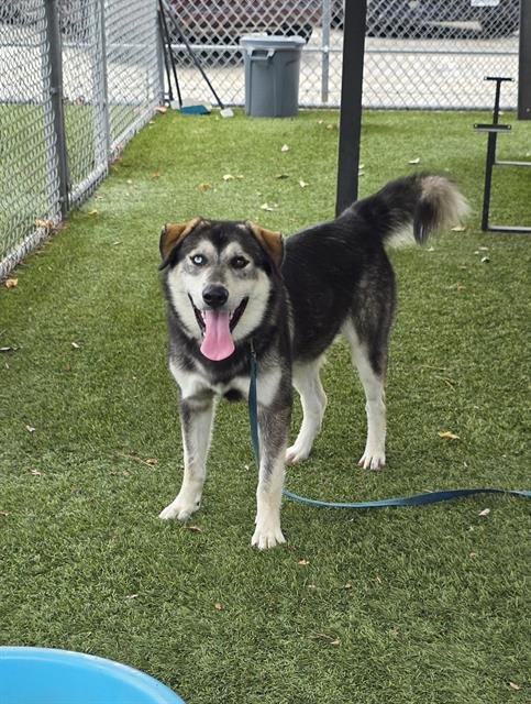 MAX - Labrador Retriever / Siberian Husky available for adoption