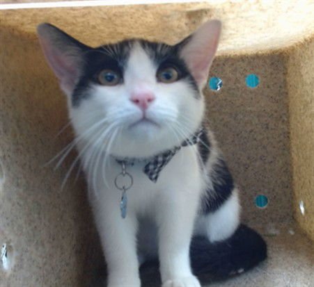 PANCHO - Domestic Short Hair available for adoption