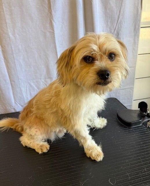 BENEDICT - Terrier available for adoption