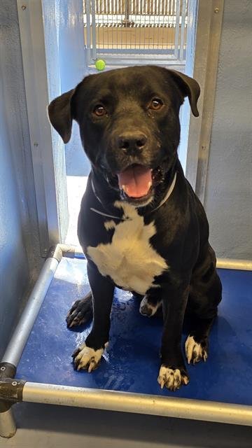 OREO - Labrador Retriever available for adoption