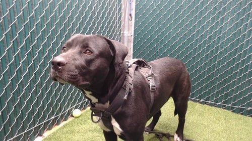OREO - Labrador Retriever available for adoption
