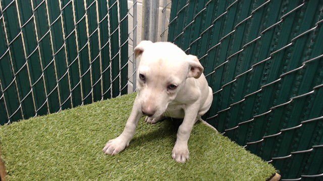 MIA - Pit Bull Terrier available for adoption