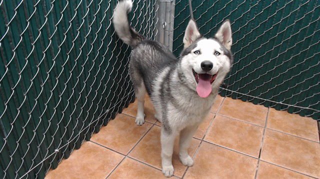 LUNA - Siberian Husky available for adoption