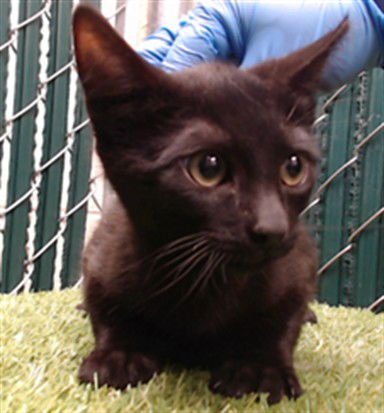 A5753115 - Domestic Short Hair available for adoption