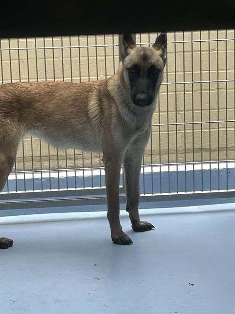 ASTRA - Belgian Shepherd Malinois available for adoption
