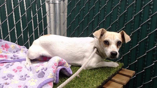 BABY SOPHIE - Chihuahua available for adoption