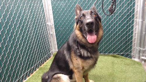 BEAR - German Shepherd Dog available for adoption