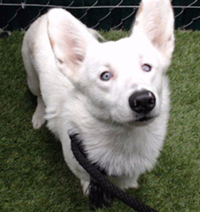 GIGI - Cardigan Welsh Corgi available for adoption