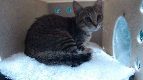 A5790121 - Domestic Short Hair available for adoption