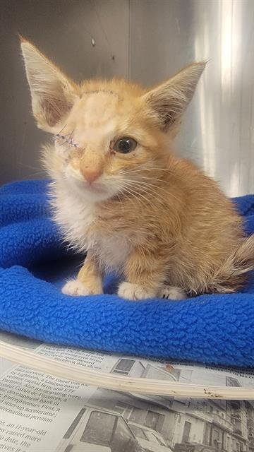 CHEETO - Domestic Short Hair available for adoption