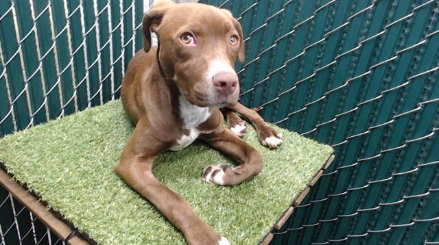 TAYLOR - Labrador Retriever available for adoption