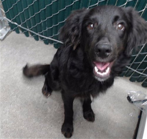 WALTER - Flat-coated Retriever available for adoption