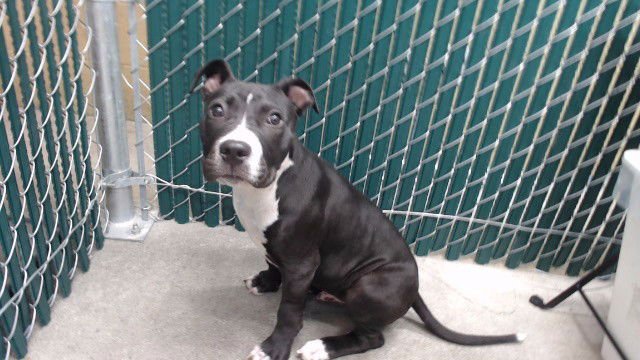 SAMSON - Pit Bull Terrier available for adoption