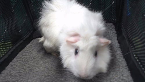 A5795305 - Guinea Pig available for adoption