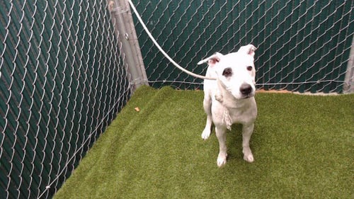 STELLA - Pit Bull Terrier available for adoption