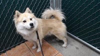 ROKI - Photo 1