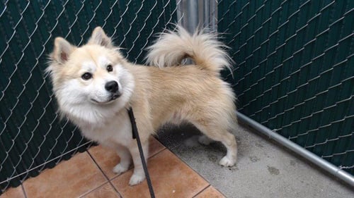 ROKI - Husky available for adoption