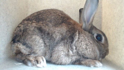 CURLY - Shorthaired Rabbit available for adoption