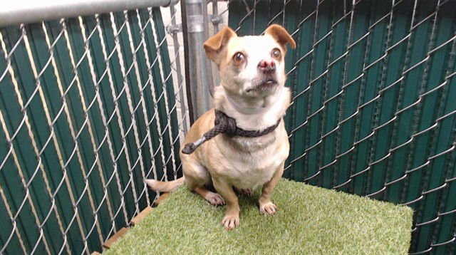 LEO - Chihuahua available for adoption