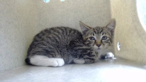 BOOTS - Domestic Short Hair available for adoption