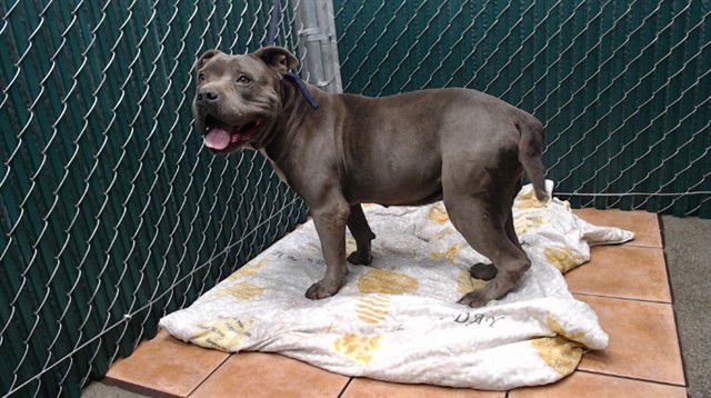 FLETCHA - Pit Bull Terrier available for adoption