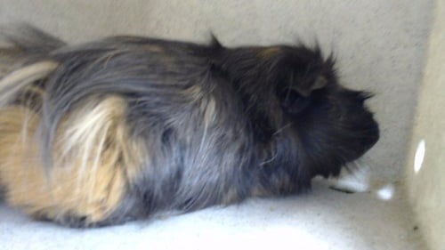 GUEY - Guinea Pig available for adoption