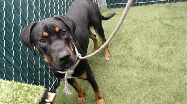 KOBE - Doberman Pinscher available for adoption