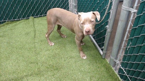 EMMETT - Pit Bull Terrier available for adoption