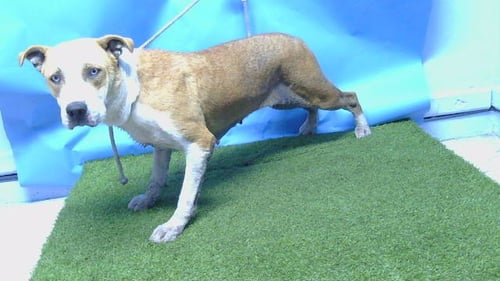 MIRA - Pit Bull Terrier / Siberian Husky available for adoption
