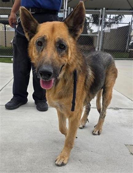 DAN - German Shepherd Dog available for adoption
