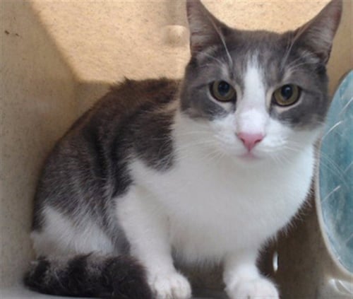 HOMIE - Domestic Long Hair available for adoption