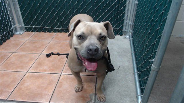 BISQUIT - Pit Bull Terrier available for adoption