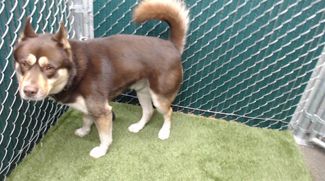 MICKEEDEE - Siberian Husky available for adoption