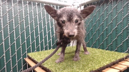 BLACKY - Terrier available for adoption