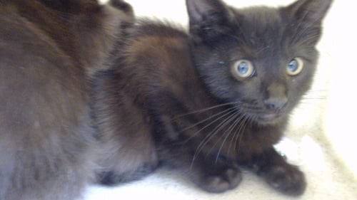 BATES - Domestic Short Hair available for adoption