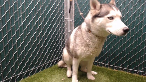 TARRAH - Siberian Husky available for adoption