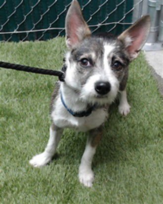 BRUNO - Chihuahua available for adoption